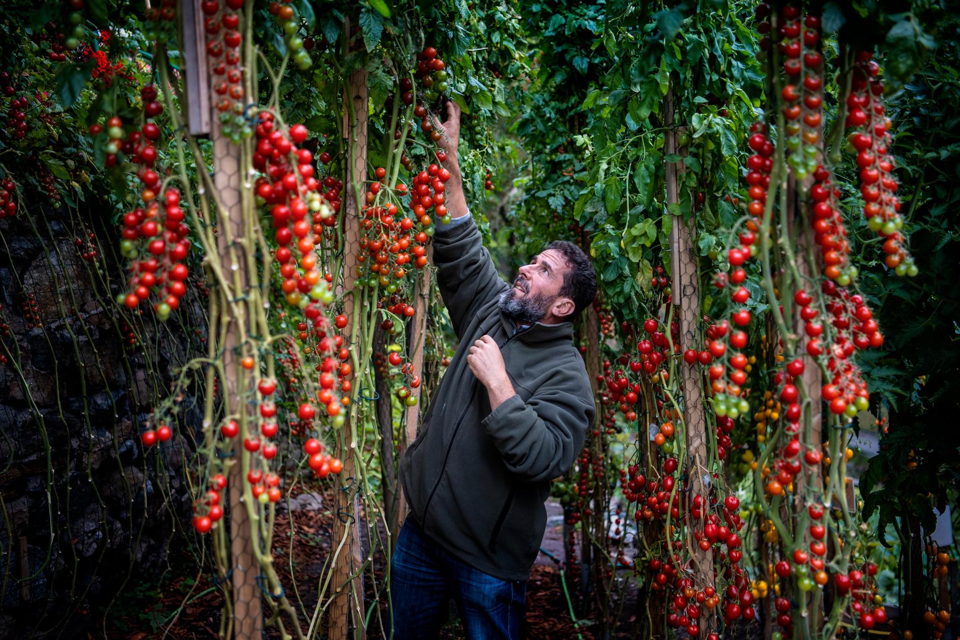 Bland människor runt kolonilotten kallas Abdullah Almassri för ”Tomatmannen”. 