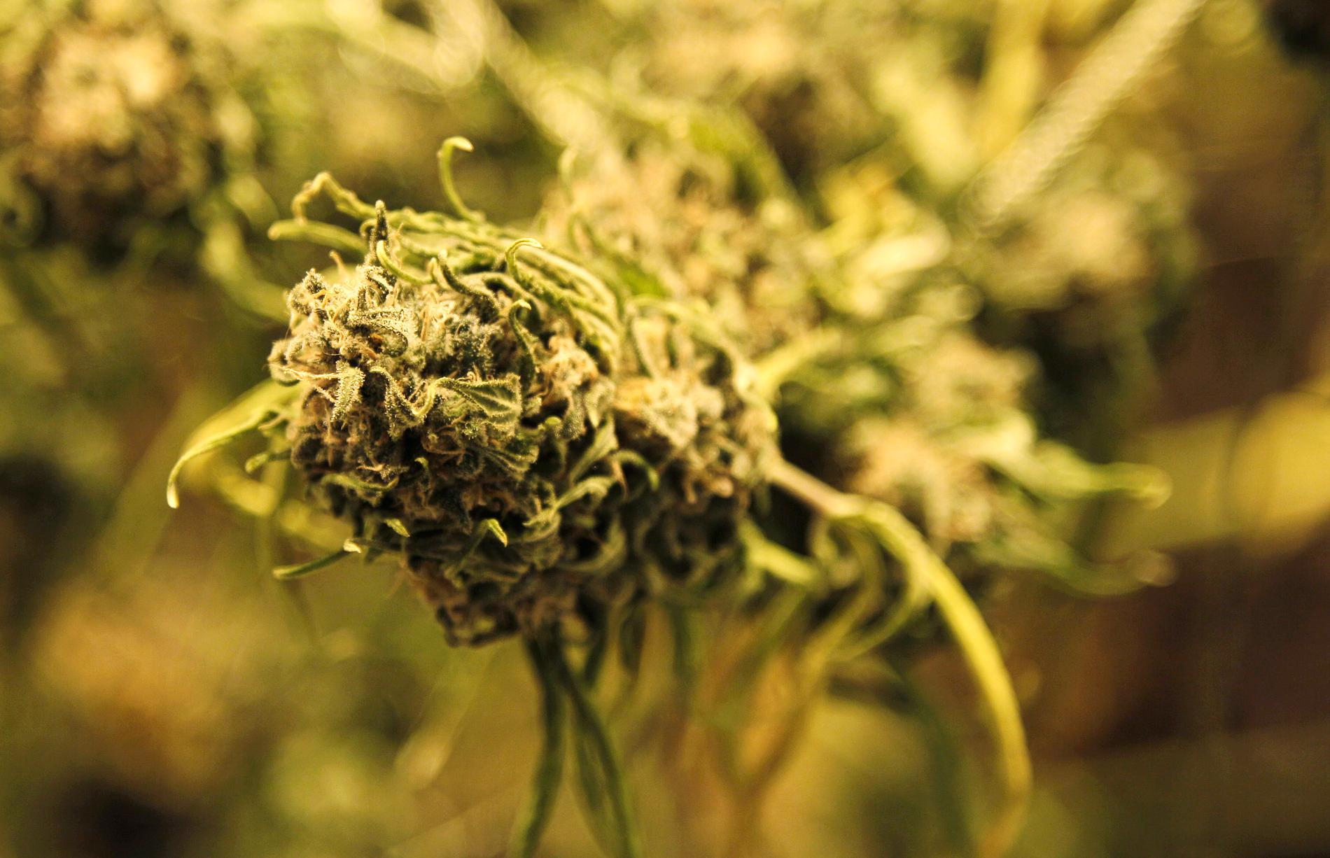 Moderata ungdomsförbundet öppnar för att legalisera cannabis. Arkivbild.