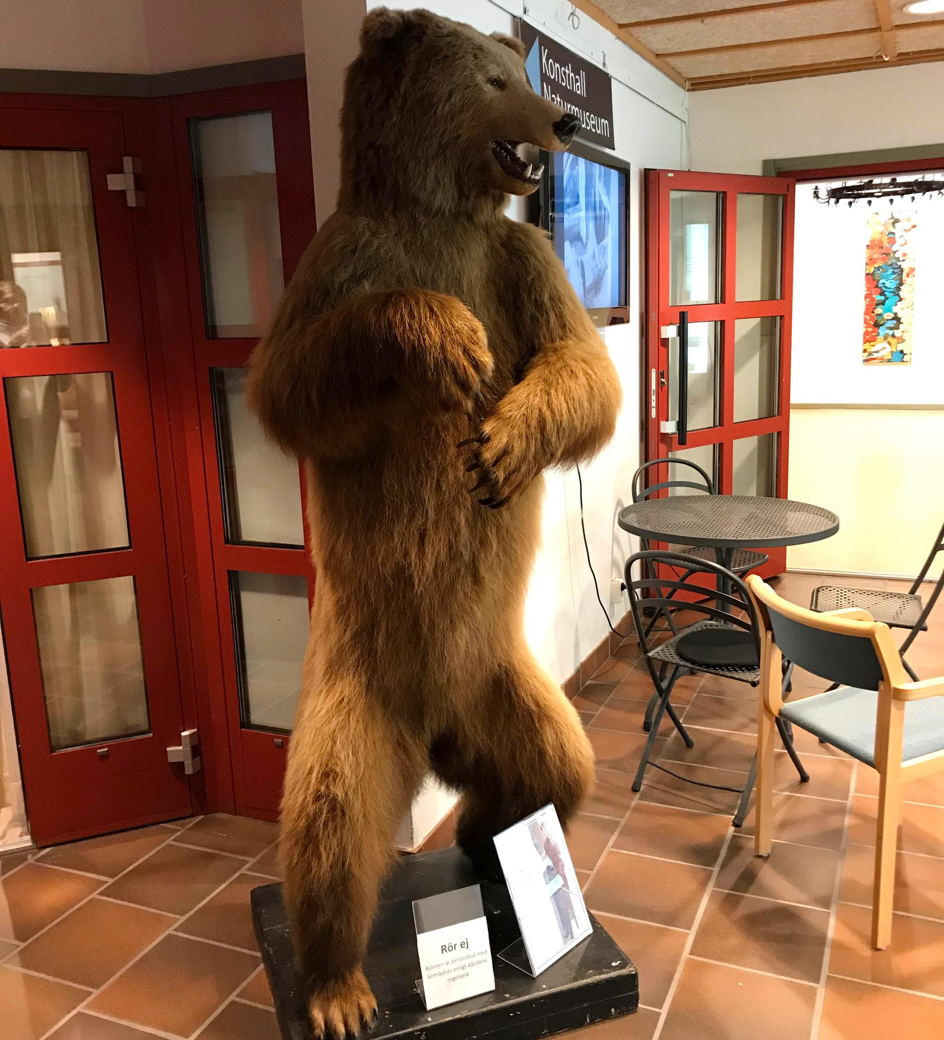 Björnen hade stått i kulturhuset i 35 år. Den sköts av Oscar II på 1800-talet.
