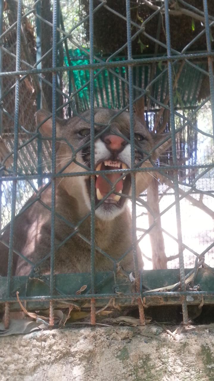 Puma på Manavagat zoo i Turkiet