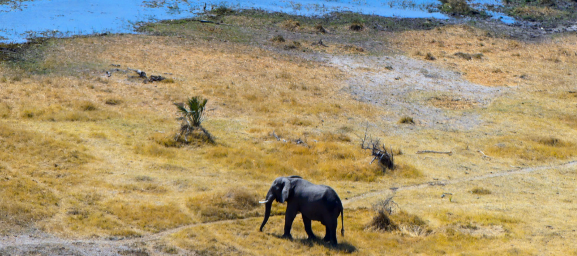 Deltat Okavango, där nu hundratals elefanter påträffats döda. Arkivbild.