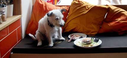 Jack Russell-tiken Molly besöker en hundrestaurang i Stockholm