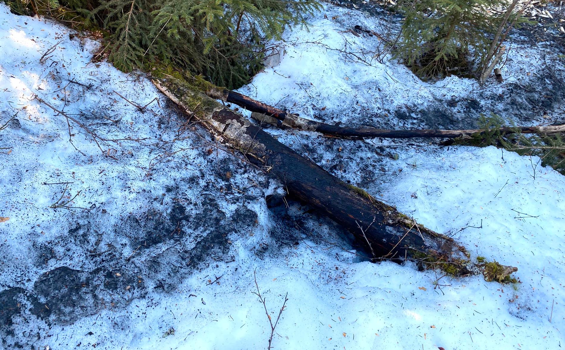 Bävrarna har lämnat ett kolsvart spår genom snön.