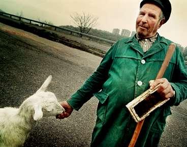 Den gamle mannen matar sin get med majskorn på landsvägen mellan Baltjik och Albena.