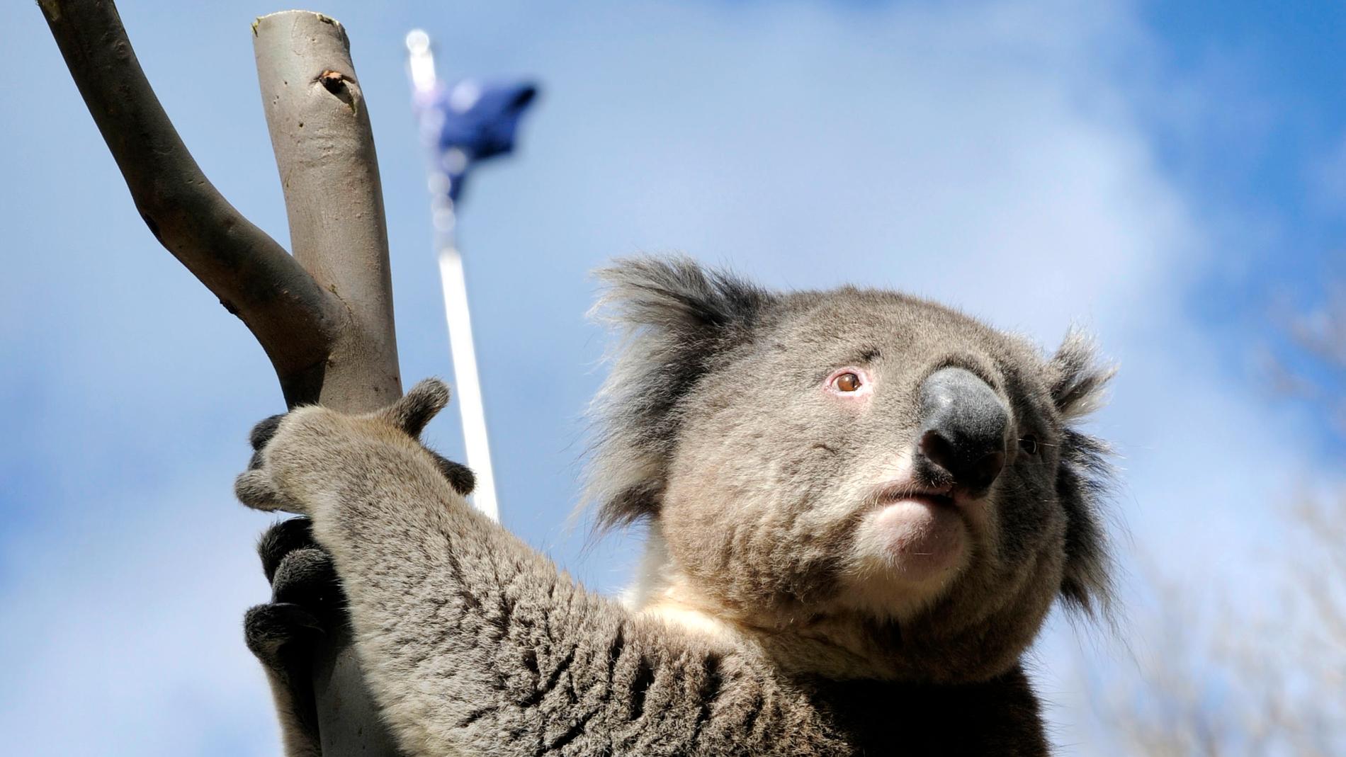 Koalor håller sig gärna i trädtopparna – en riskabel strategi vid skogsbränder. Just djuret på denna arkivbild sitter dock säkert i parlamentets trädgård i Canberra.