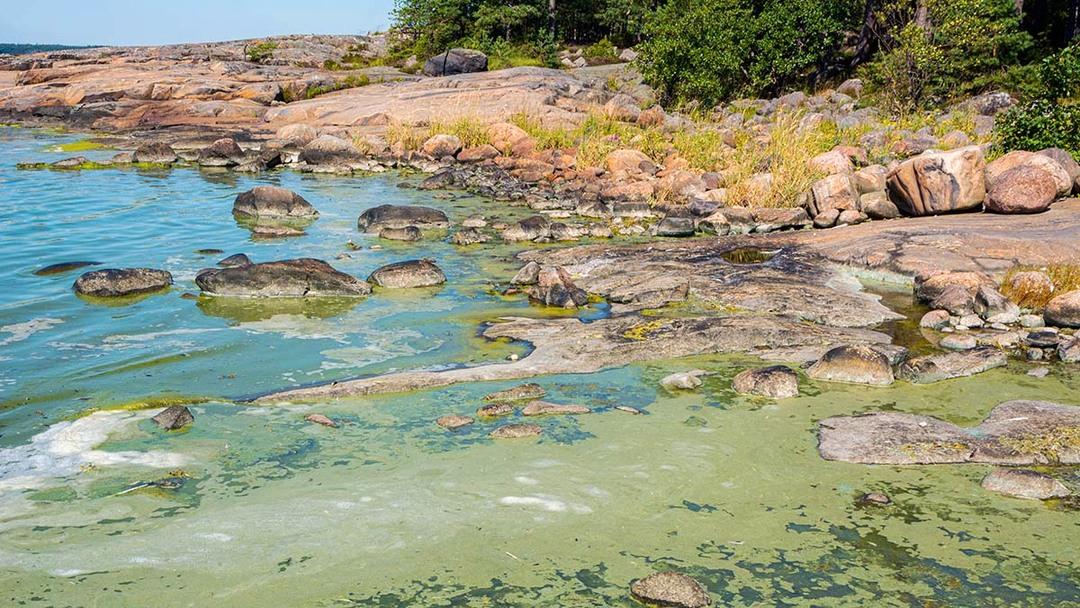Ny forskning visar att cyanobakterier som skapar algblommningen i Östersjön kan gynna fiskebeståndet
