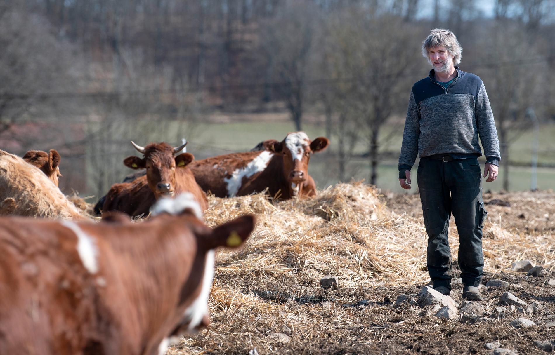 Redan som 15-åring sådde Magnus Nyman sitt första spannmål. Sedan 1995 kör han strikt ekologiskt och har grisar och ett tjugotal lantkor av rasen Simmental på sin gård.