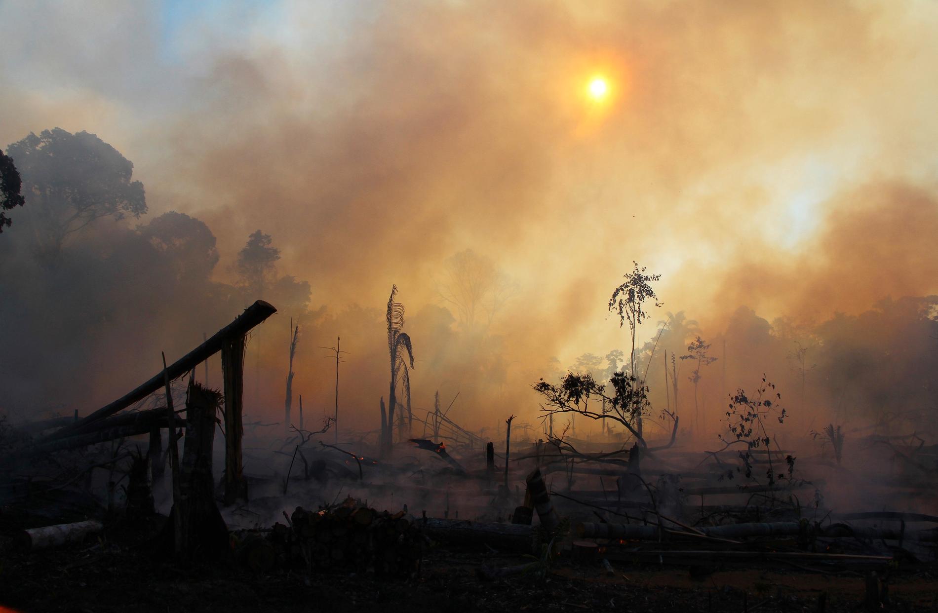 Del av Amazonas i Brasilien i brand.
