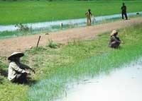 Vid National Highway 6 sitter kvinnor och metar i de vattenfyllda risfälten.