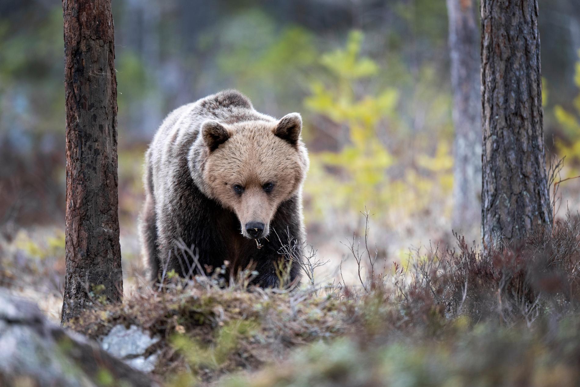 För första gången sedan 2016 har trikiner hittats hos en björn i Sverige. Arkivbild.