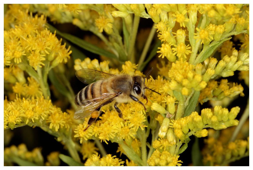 Nu surrar både honungsbin och solitärbin bland blommorna.