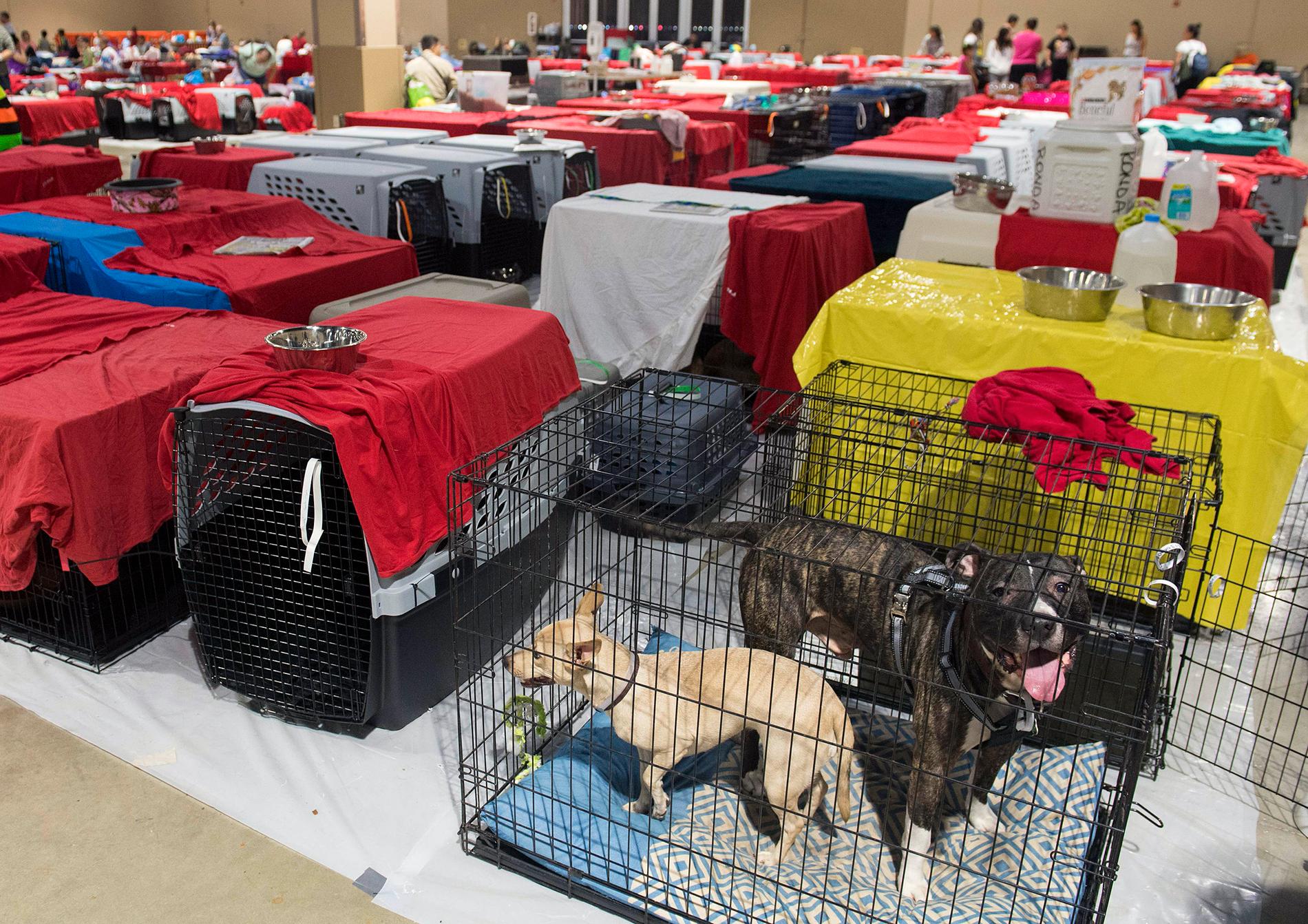 Hundar tas om hand på Dade County Fair Expo Center i Miami.
