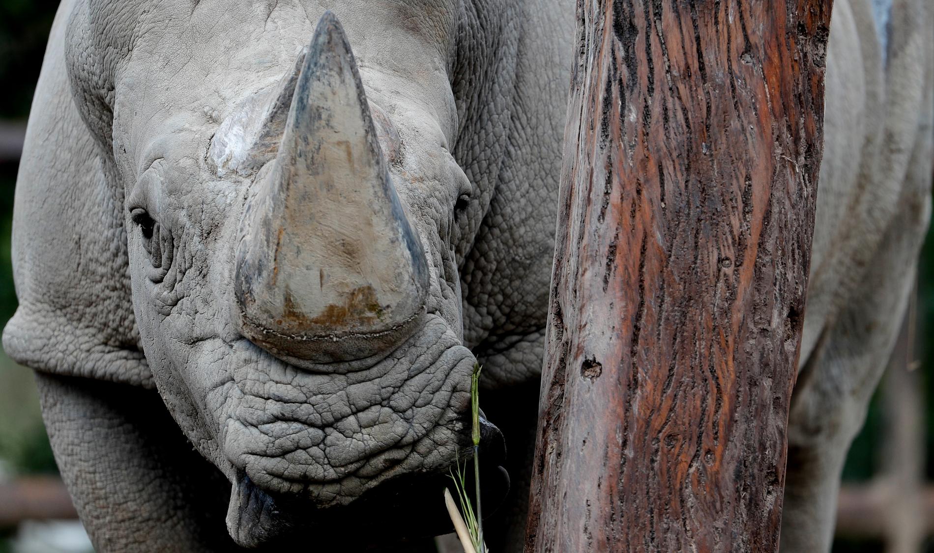 Forskare i Sydafrika vill skydda noshörningar mot tjuvjägare genom att injicera djurens horn med radioaktivt material. Arkivbild.