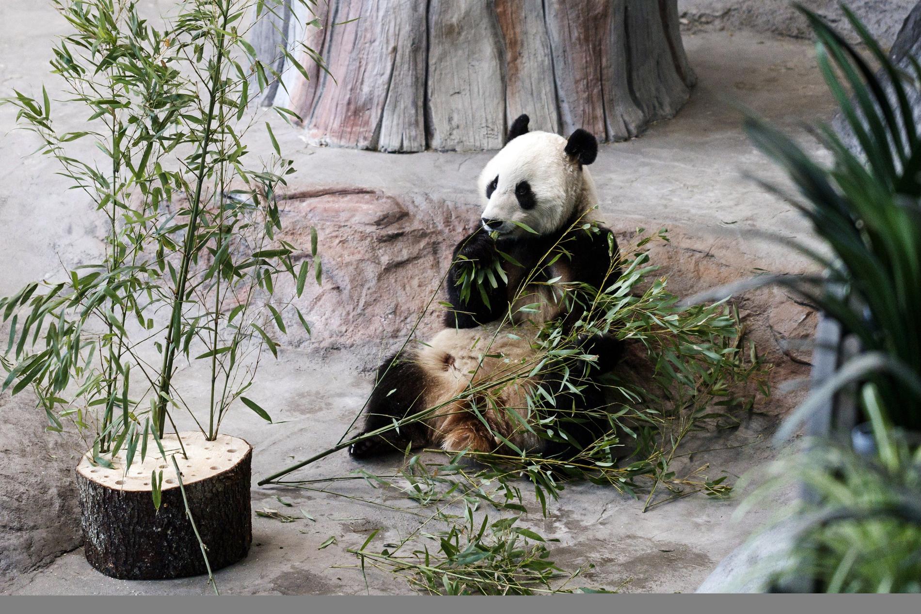 En panda på ett zoo. Arkivbild.