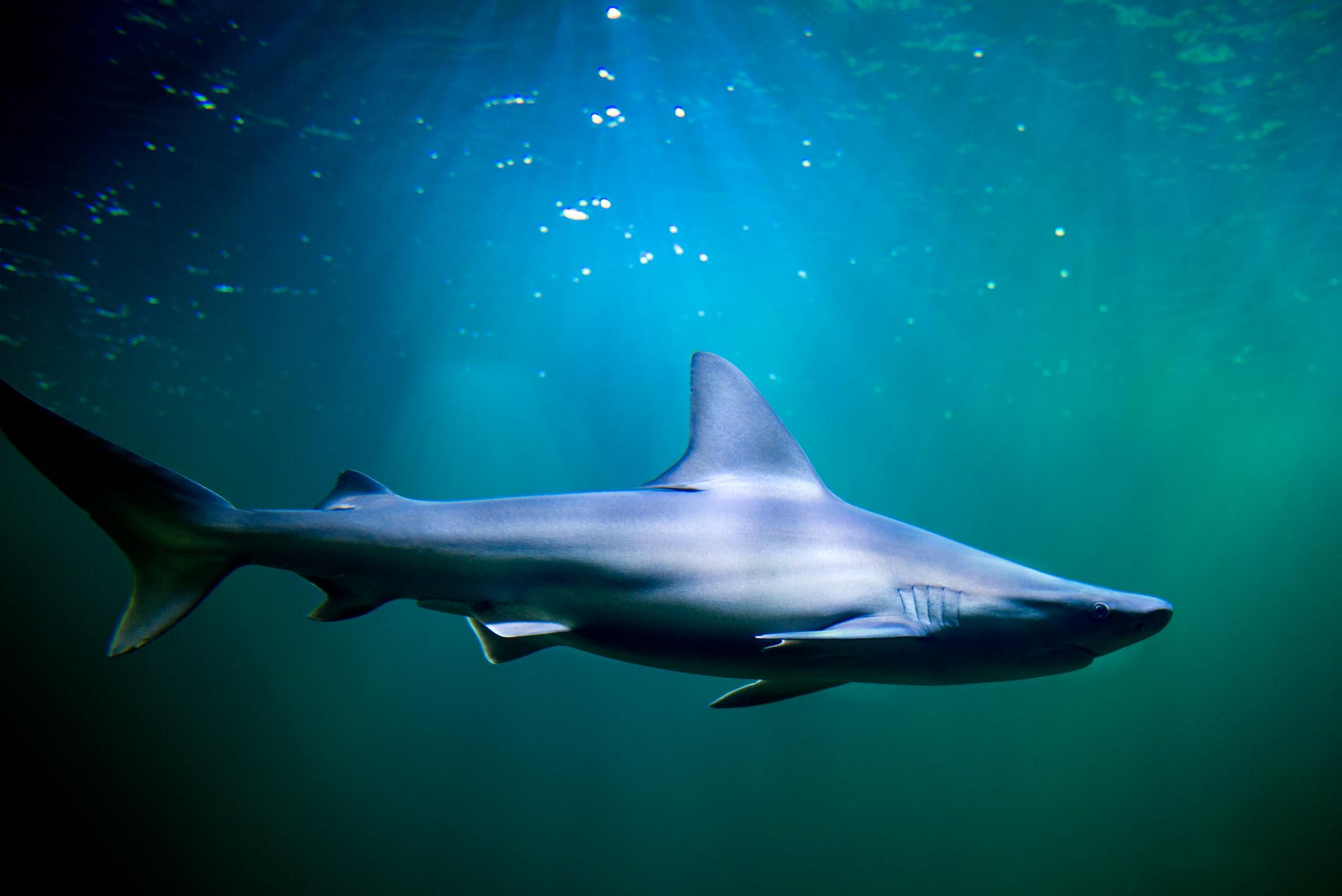 Hajar som vandrar långa sträckor använder sig av jordens magnetfält för att hitta rätt, visar forskning.