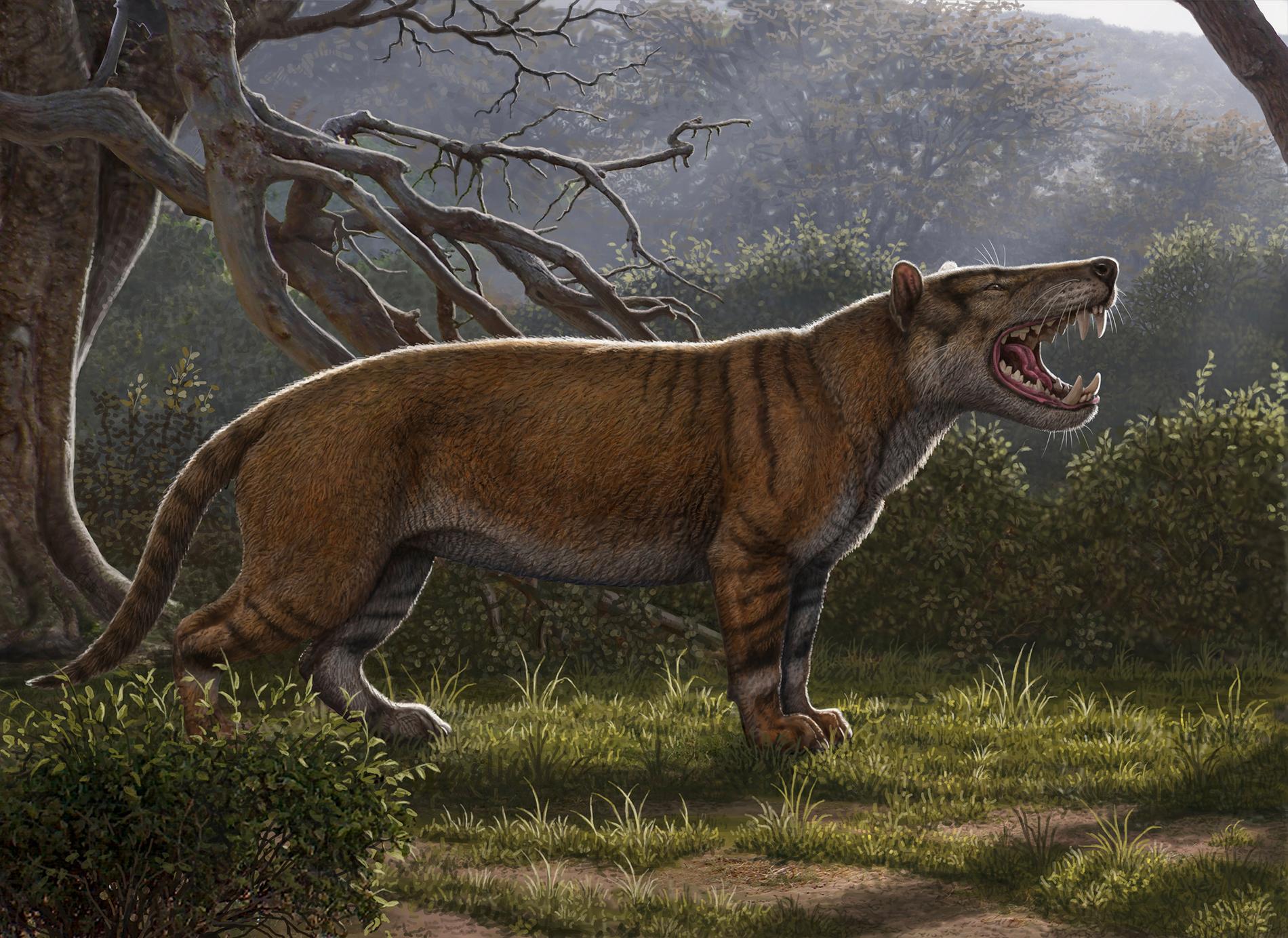 Illustration av "Simbakubwa kutokaafrika", ett nyupptäckt rovdjur som tros ha levt för 22 miljoner år sedan.