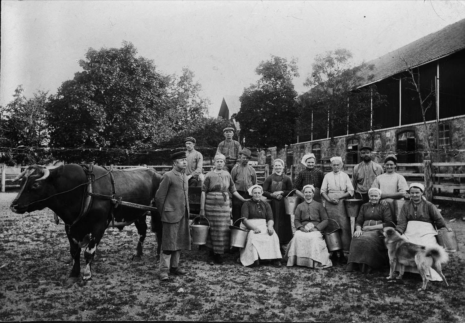 Mjölkerskor och lagårdskarlar vid ladugården på Julita gård i Södermanland, omkring år 1910. 