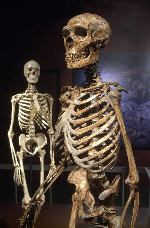 Skelett av neandertalare (främst) och homo sapiens.