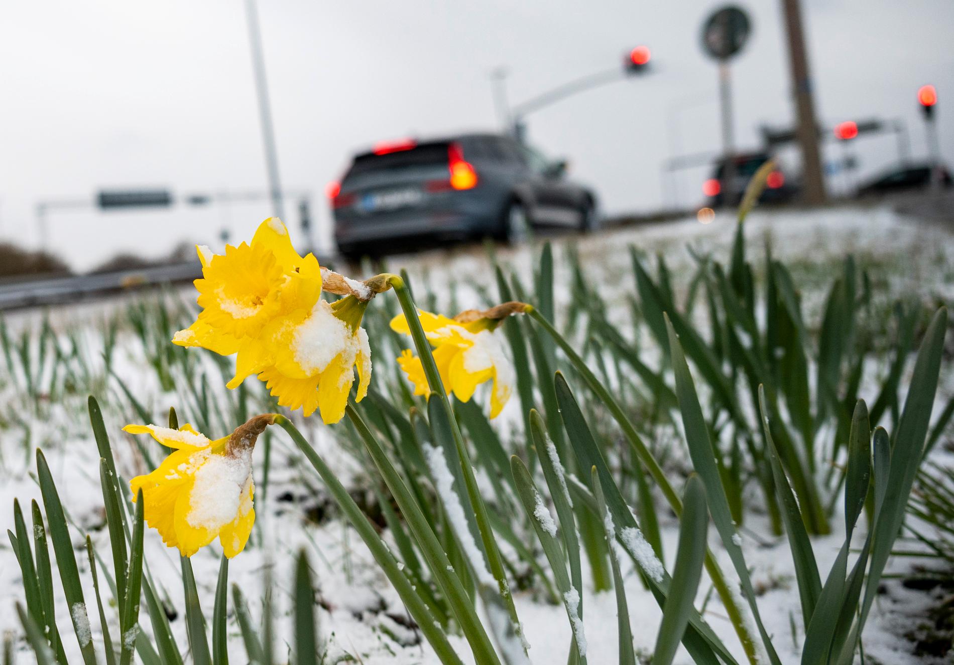 I resten av landet kan våren i stället dröja. Enligt meteorologen Mikael Luhr kan det bli blåsigt under veckan i delar av Sverige. Vädervarningar har även utfärdats mellan Umeå och Sundsvall och i delar av Lapplandsfjällen. 