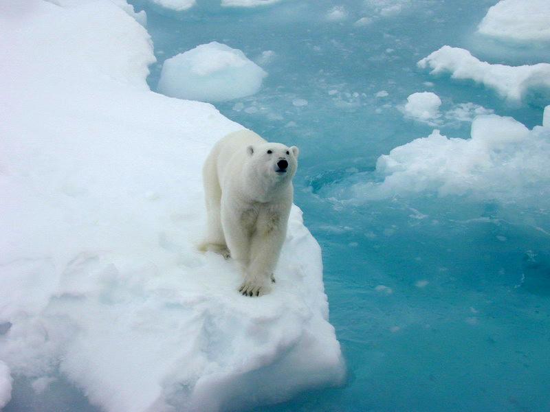 Isbjörnarna är beroende av Arktis isar..