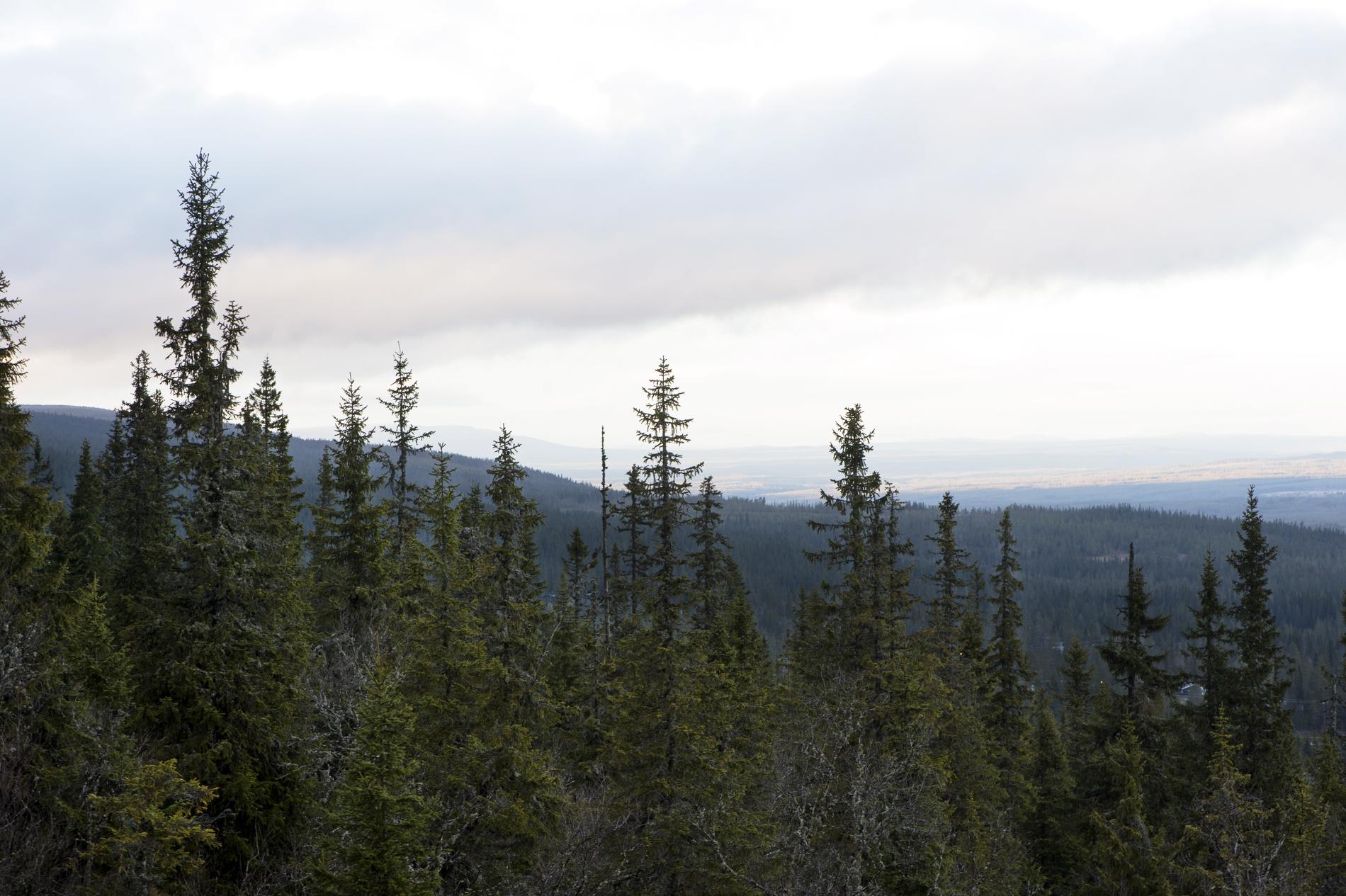 Nu ska skog längs fjällkedjan skyddas. Här skog invid Sälen i Dalarna. Arkivbild.
