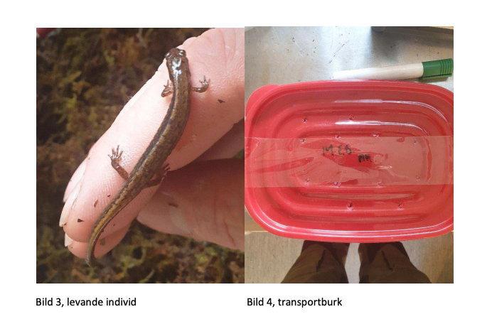 Salamandrar som skickats från USA men upptäckts i tullen. Kort därpå greps mannen som misstänks för flera fall av grov smuggling sedan han skickat och tagit emot paketförsändelser innehållandes levande reptiler, salamandrar och grodor och paddor. Bild från polisens förundersökning.