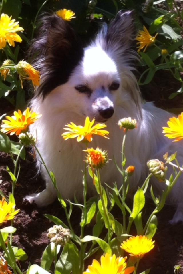 Lille Knut njuter bland blommorna.
