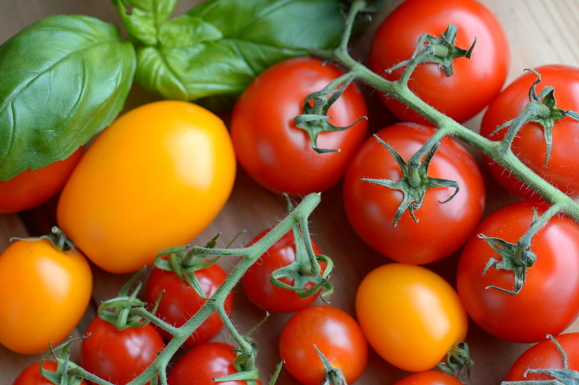 Forskare ska se till att tomater får tillbaka sin goda smak.