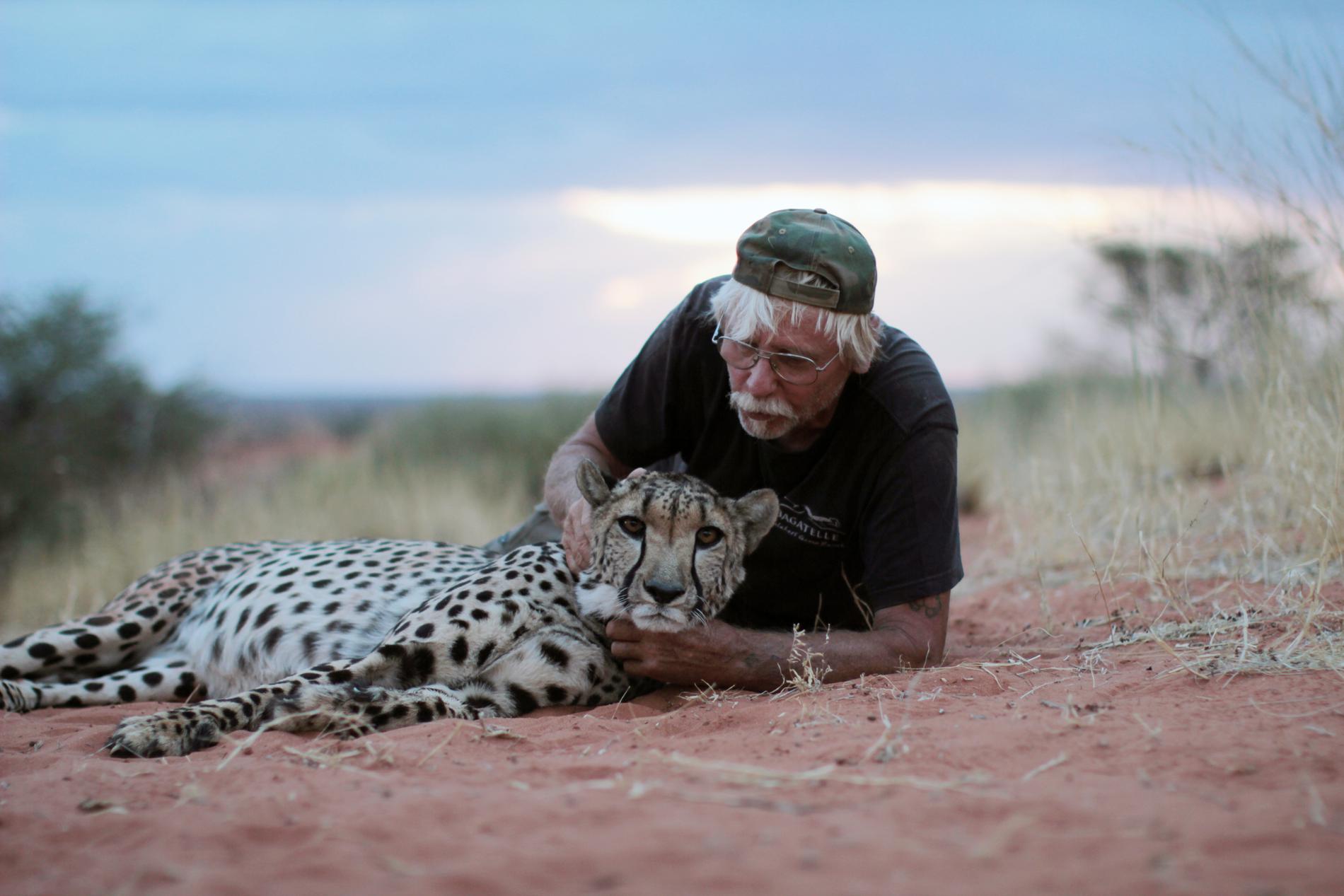 Göran Lindström, ”Gepardmannen”, med favoriten Flash – en 70 kilo tung gepardhanne i solnedgången på Bagatelle Kalahari Game Ranch, Namibia.