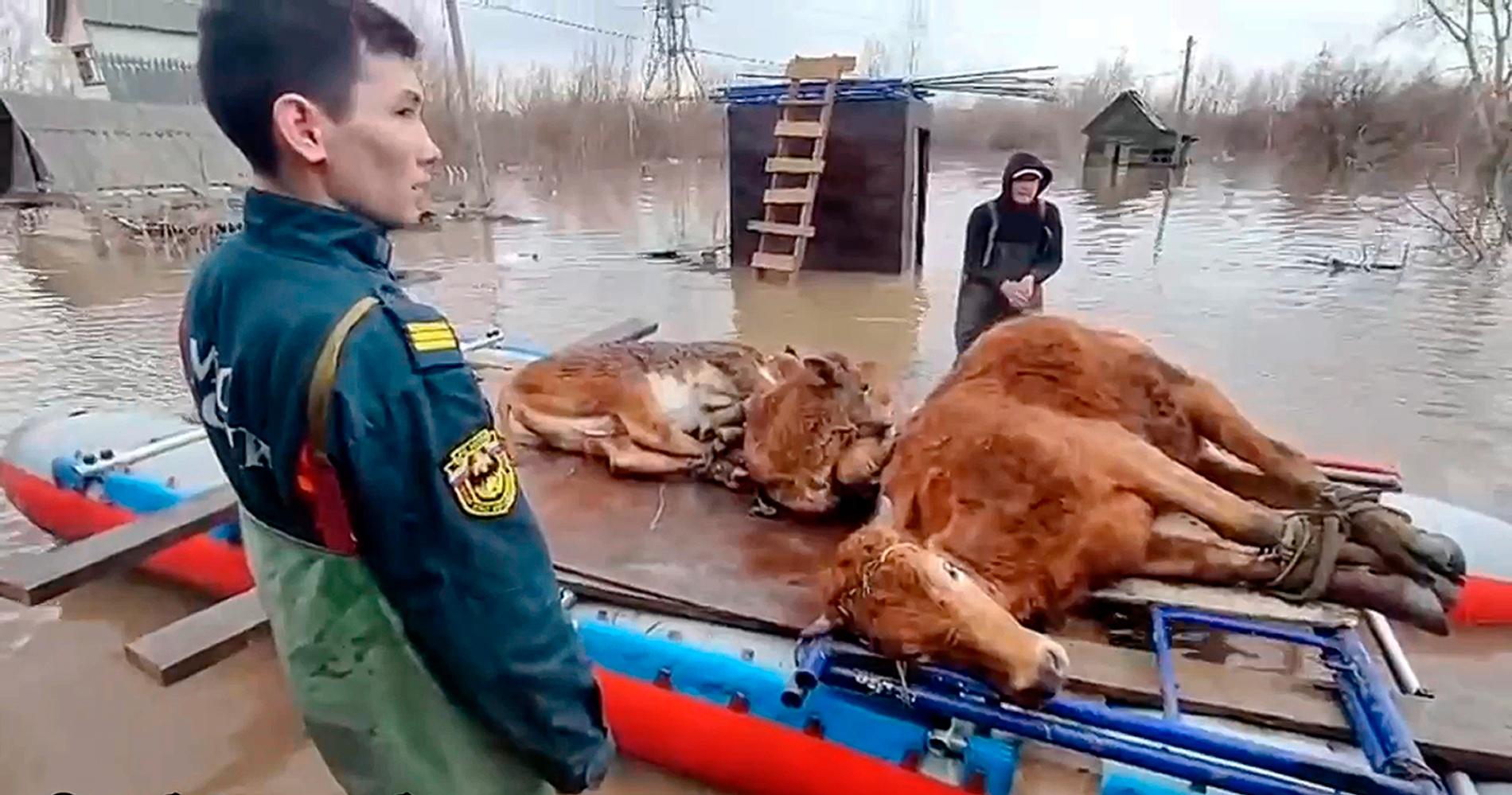 Räddningsarbetare i regionen Orenburg, som drabbats hårt av översvämningarna, evakuerar två kor från de stigande vattenmassorna på onsdagen.