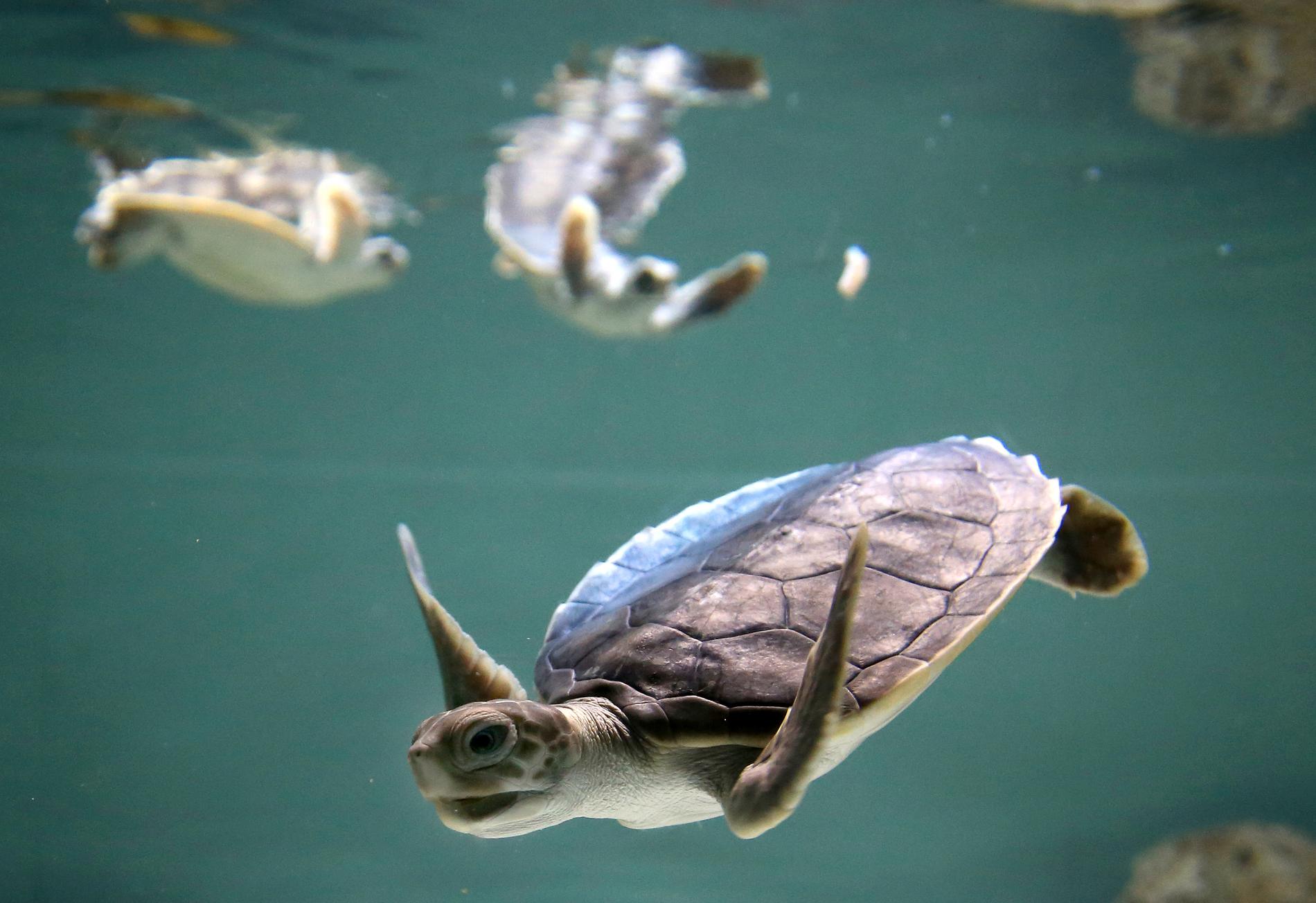 Havssköldpaddorna hör till de djurgrupper som anses vara mest hotade av klimatförändringarna. Arkivbild.