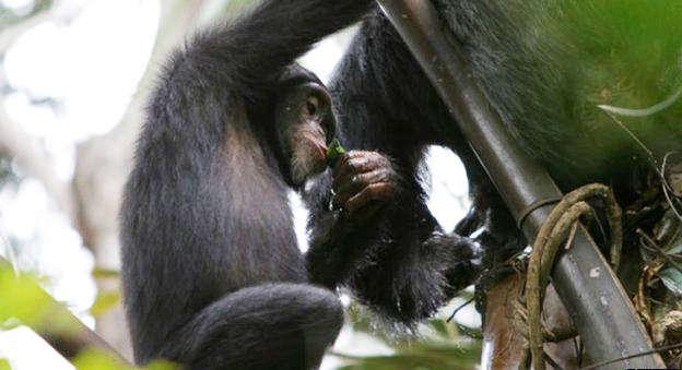Schimpanser i afrikanska Guinea har observerats dricka jäst palmsaft ur hemsnickrade muggar för att sedan leva rövare bland träden.