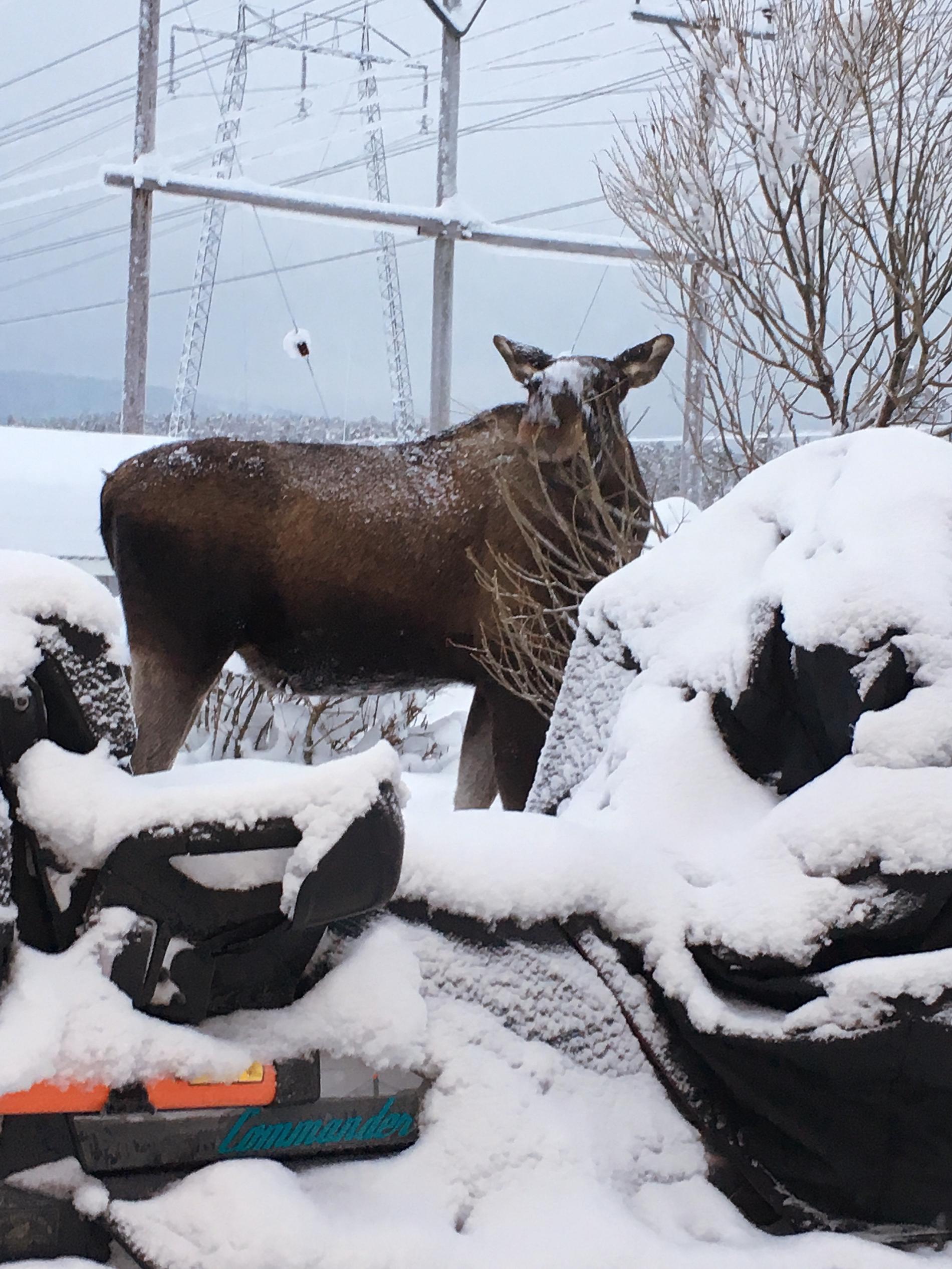 Vintern är extra tuff för älgarna i Norrbotten i år. 