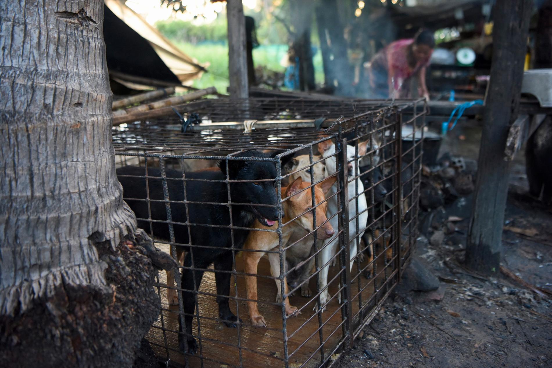 Hundkött ska inte längre få användas till människoföda i Siem Reap i Kambodja. Här är hundar i bur på ett slakteri i höstas.