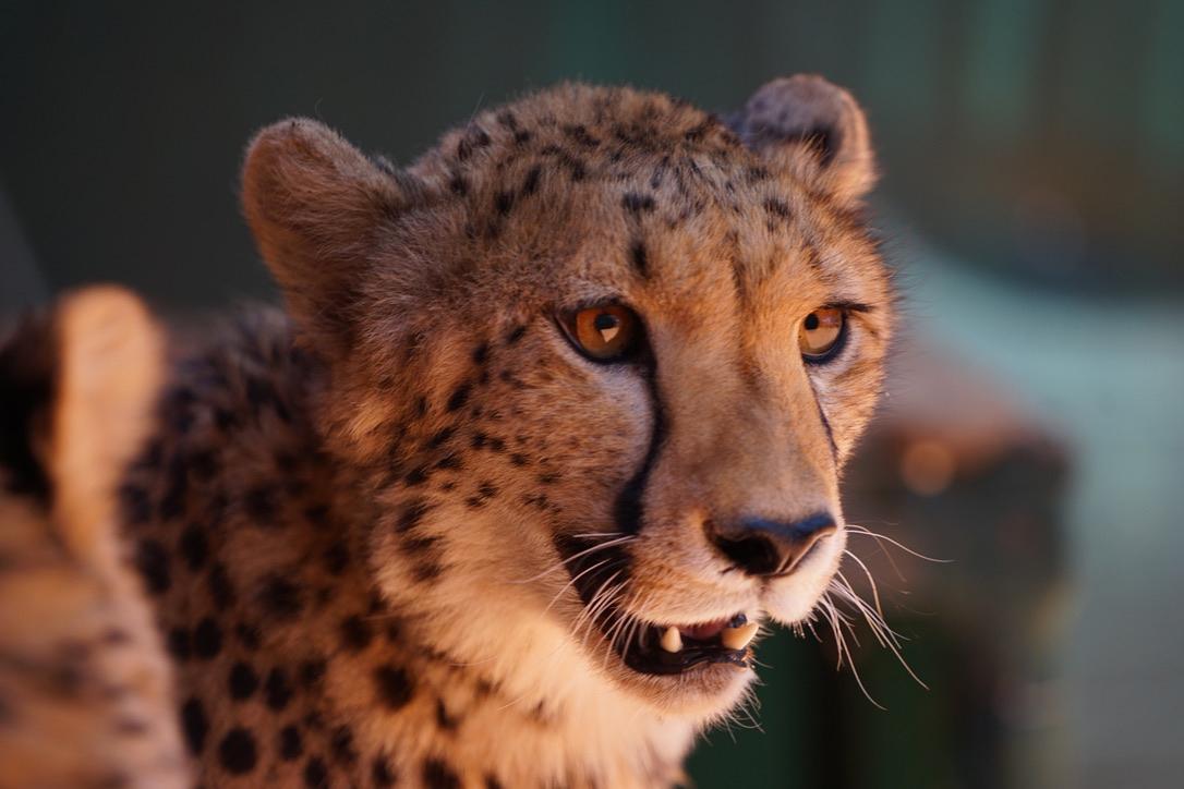 Geparden Beauty som Göran tränat sen tre månaders ålder och som nu släppts ut i ett 12 hektar stort naturreservat på Bagatelle Kalahari Game Ranch, Namibia.