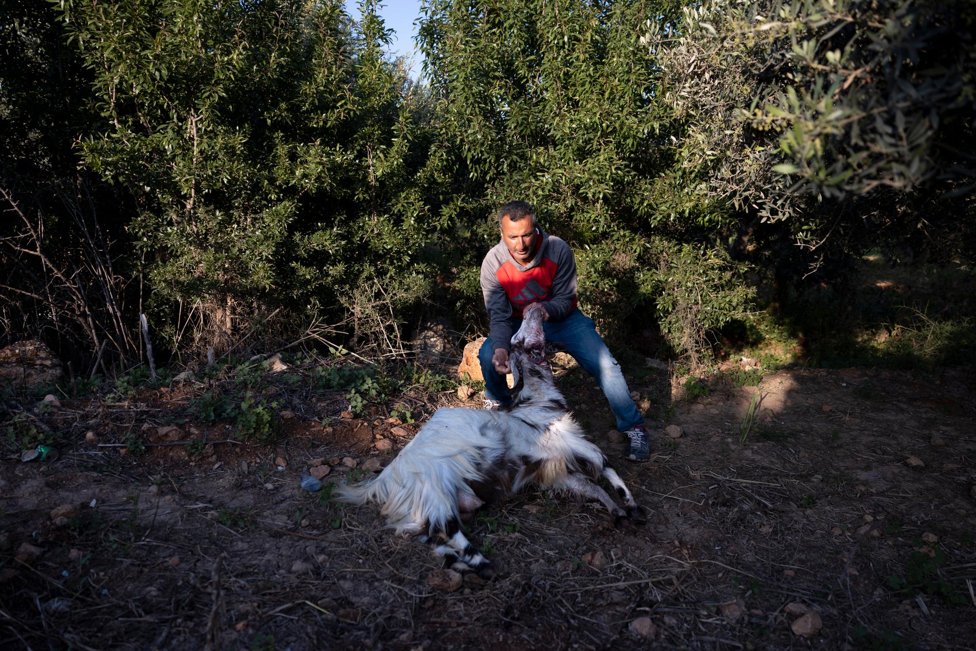 Ataf Naasan, 40, visar sitt döda får. 
