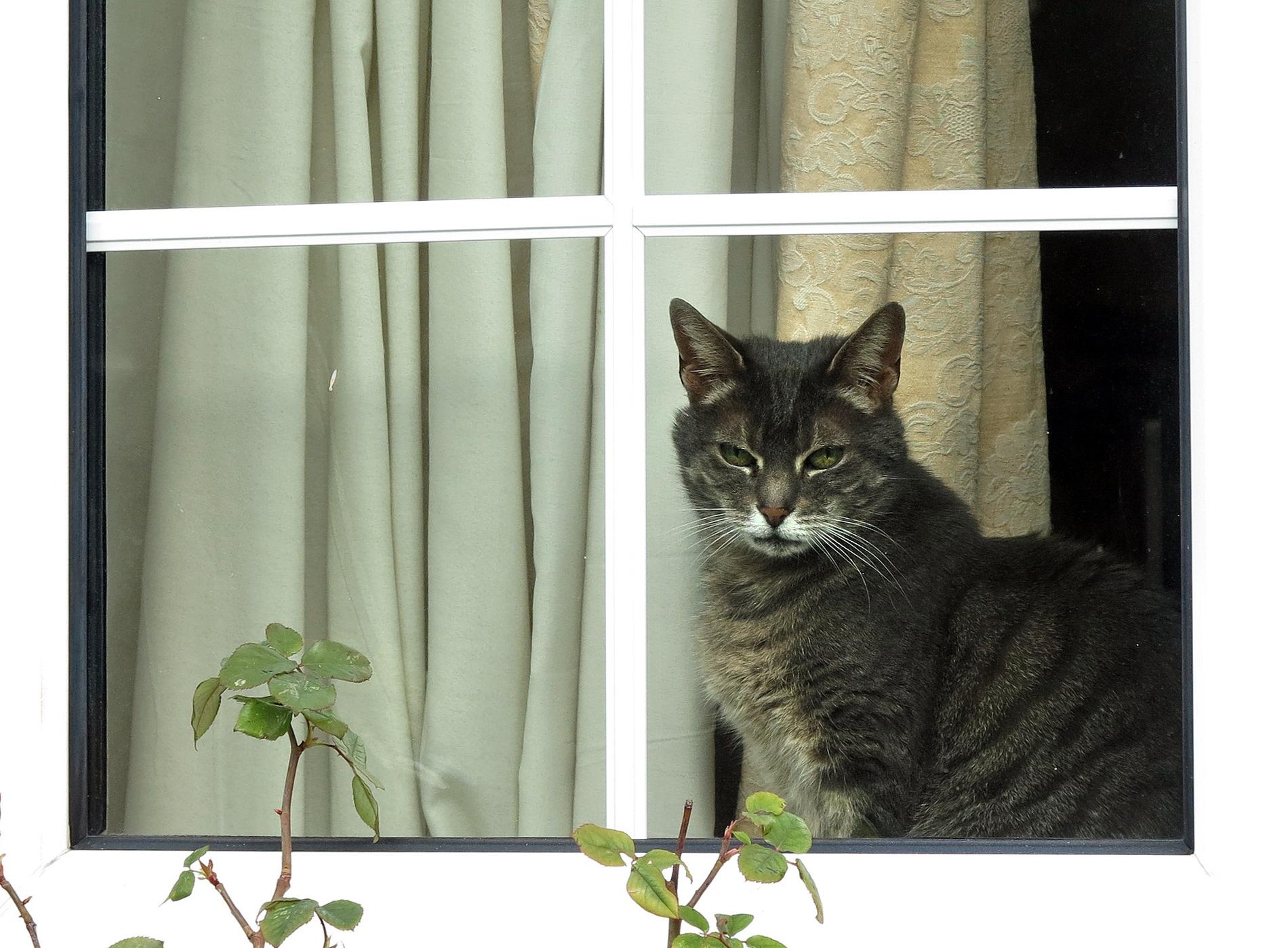 I Oslo har katter ramlat ut genom fönster som stått öppna. Arkivbild.