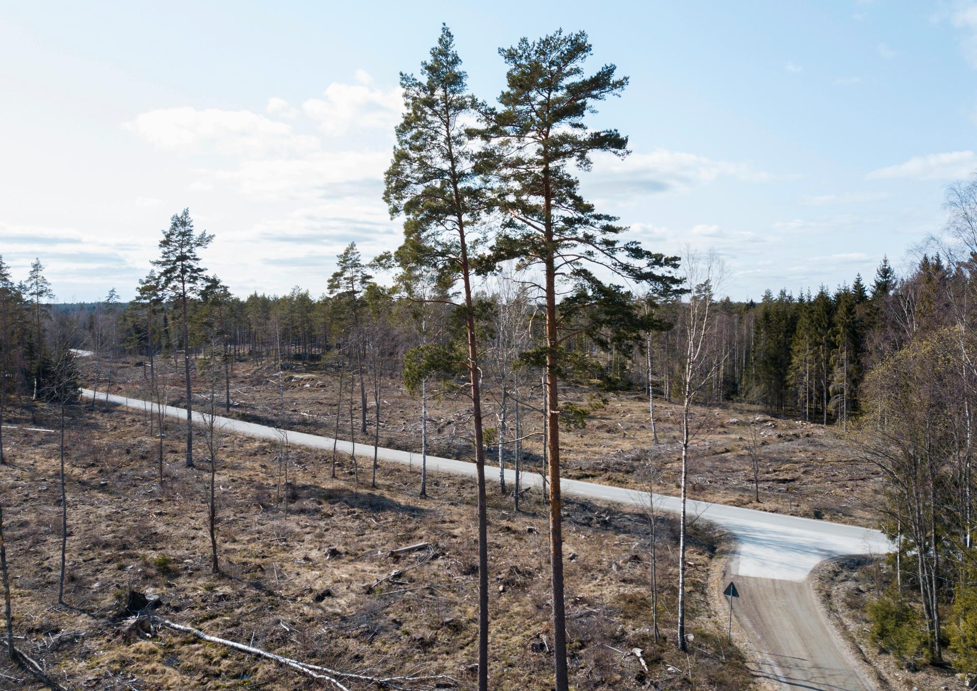 Bestånden av blåbär, lingon och andra markväxter har minskat med nästan 20 procent i svenska skogar sedan 1990-talet. Efter en omfattande avverkning kan det ta närmare 50 år för blåbärsris och lingon att växa tillbaka. Arkivbild.