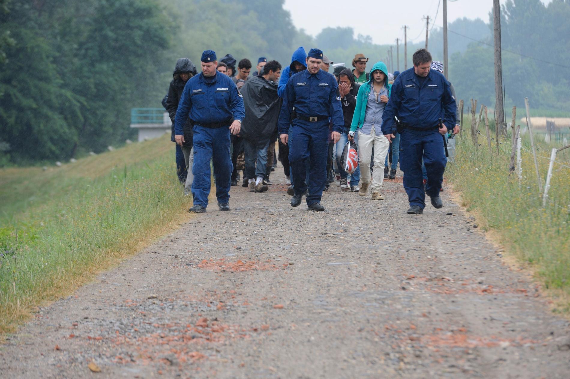 Ungersk polis eskorterar migranter.