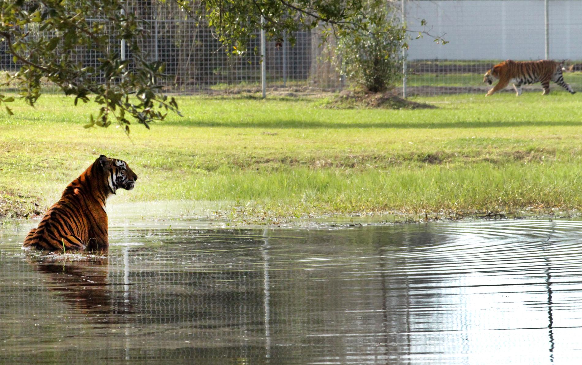 Big cat rescue i Tampa drivs av djurrättsaktivisten Carole Baskin.
