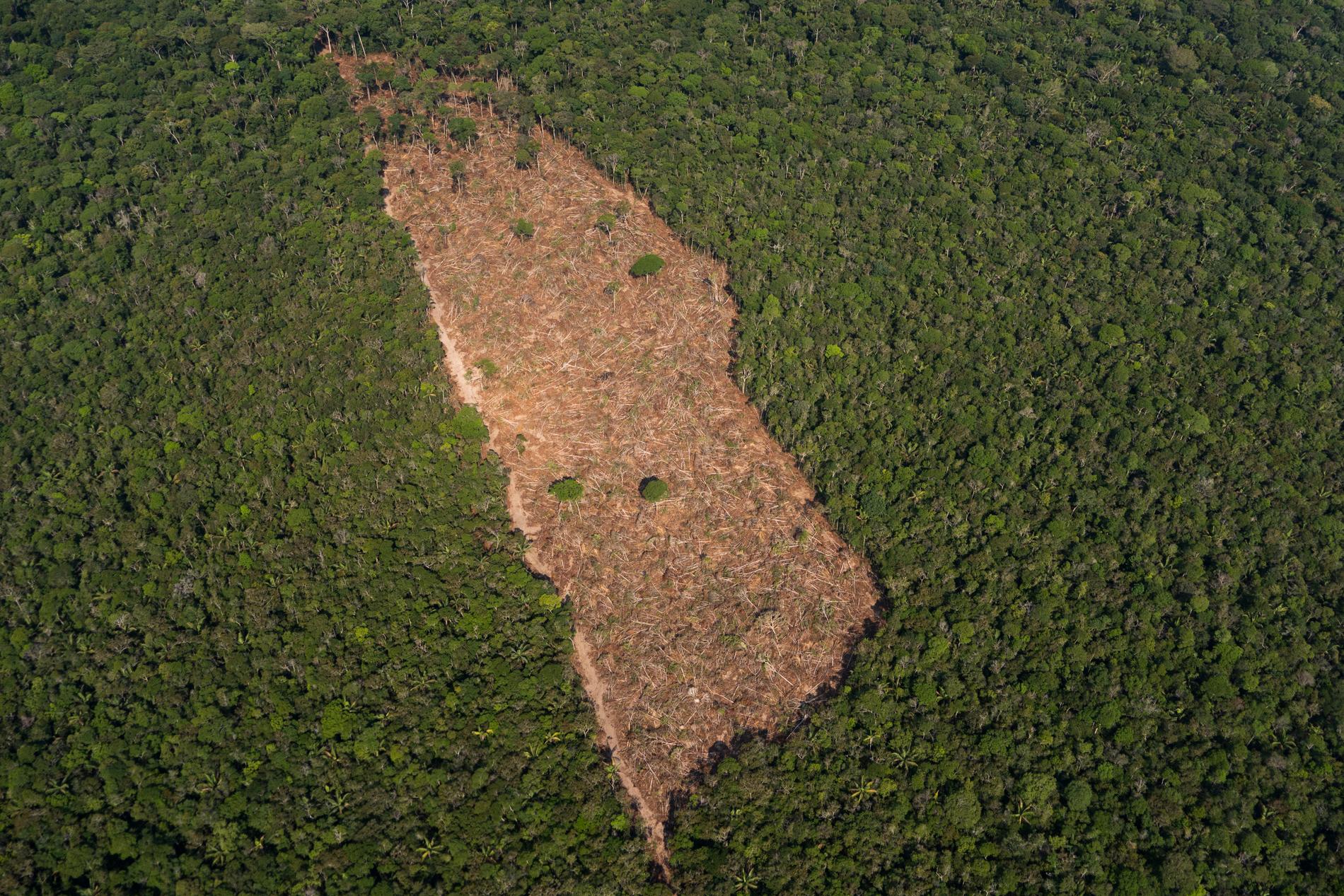 En bit avskogad mark mitt i djungeln i närheten av Porto Velho, Brasilien. Arkivbild.