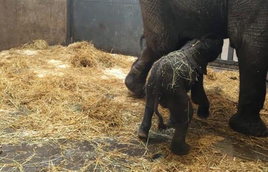 Långfredagens morgon födde elefantkon Panzi sin första kalv här på Borås Djurpark. Men kalven har misslyckats med att dia mamman, och nu kämpar personalen för att få det att fungera. 