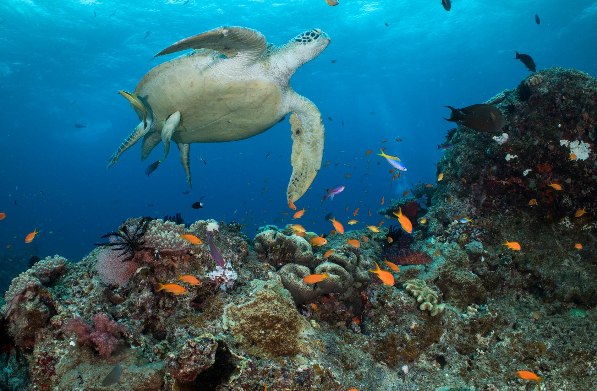 Grön havssköldpadda är en migrerande art. Arkivbild.
