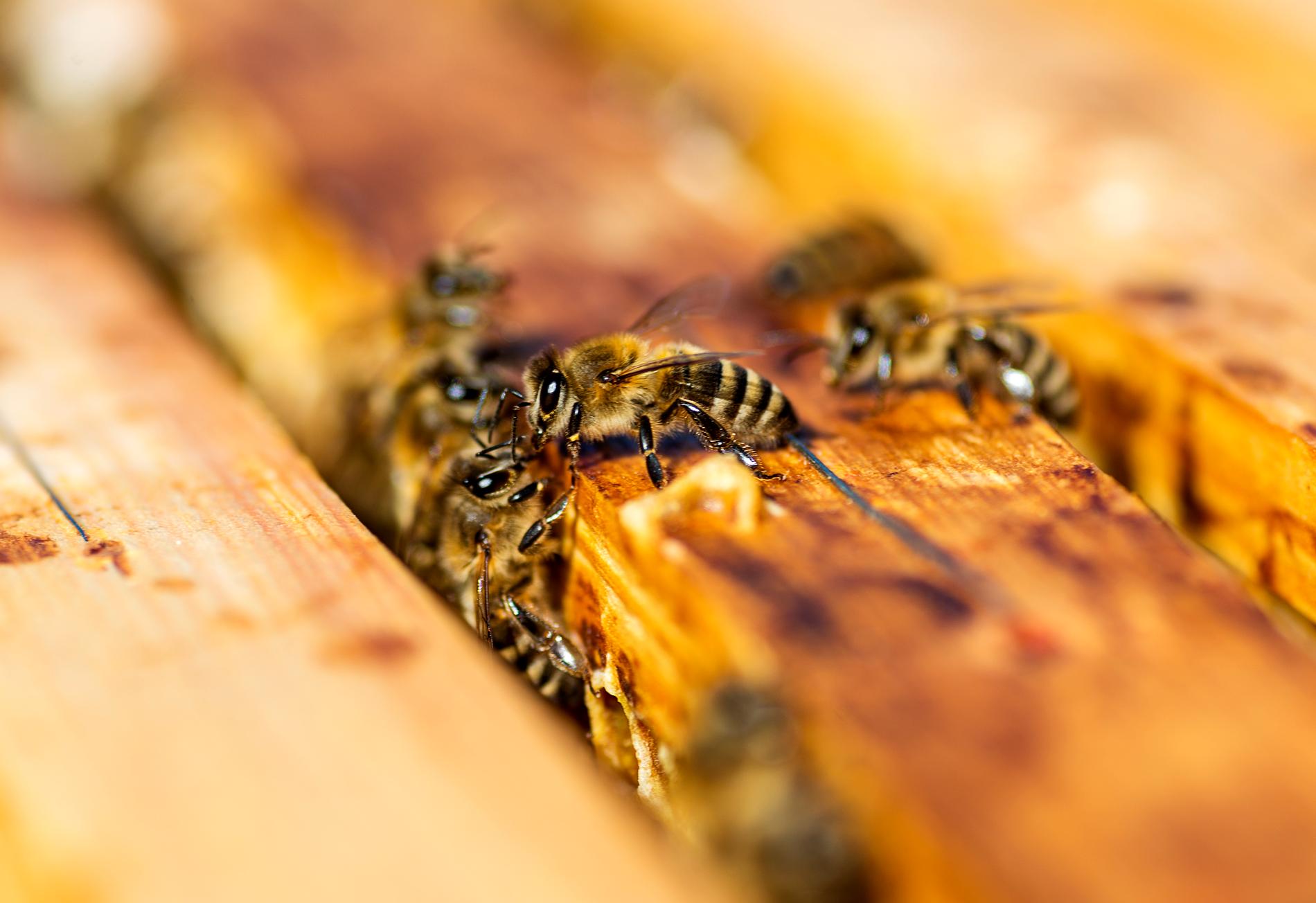 En halv miljon bin i Skåne har dött efter ett misstänkt sabotage.