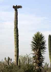 En asgam torkar vingarna i morgon­solen högst upp på en kaktus. Gamarna fanns överallt för att sköta avfallet.