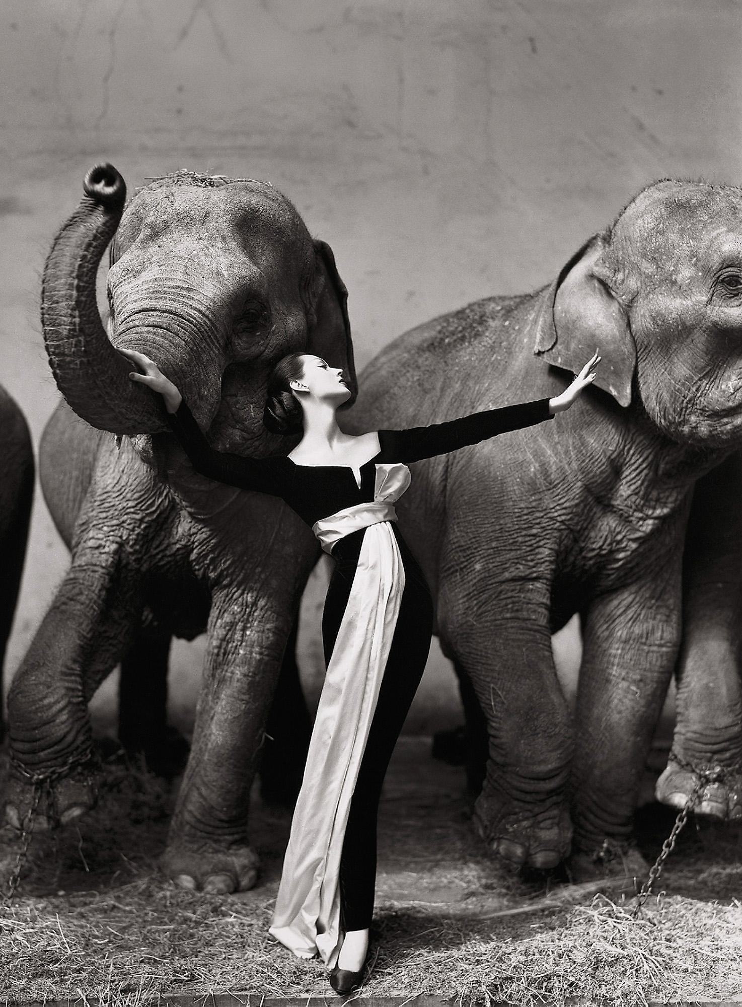 På en cirkus i Paris fotograferade Richard Avedon för modehuset Dior 1955. Kontrasterna mellan de stora, smutsiga elefanterna och den rena, eleganta kvinnan var smått chockerande, ingen hade tidigare sett något liknande.