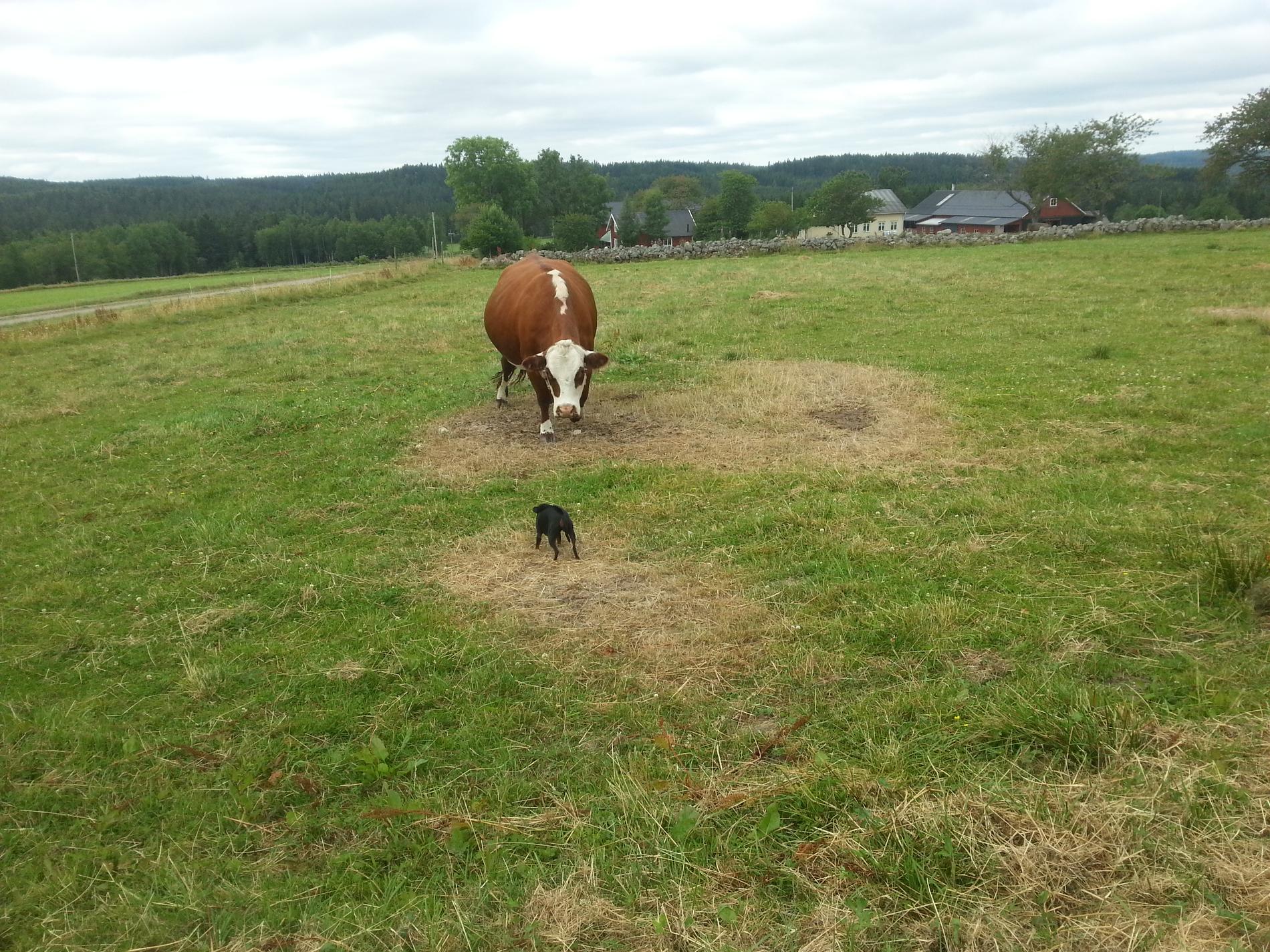 Vår lilla dvärgpincher Zona i närkamp med en ko på vårt sommarställe