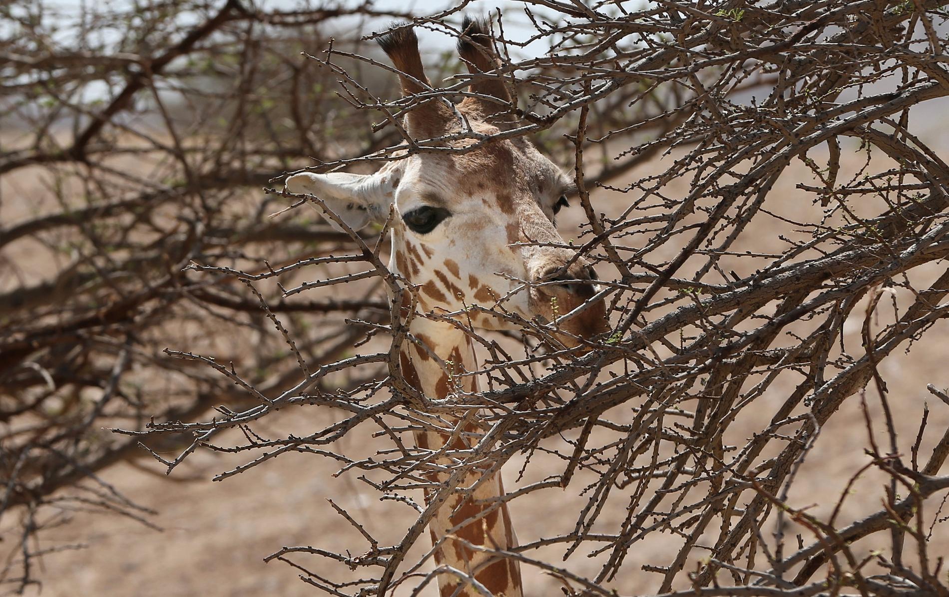 Giraffer, elefanter och andra vilda djur ska säljas i Namibia för att möta torkkatastrofen. Arkivbild.