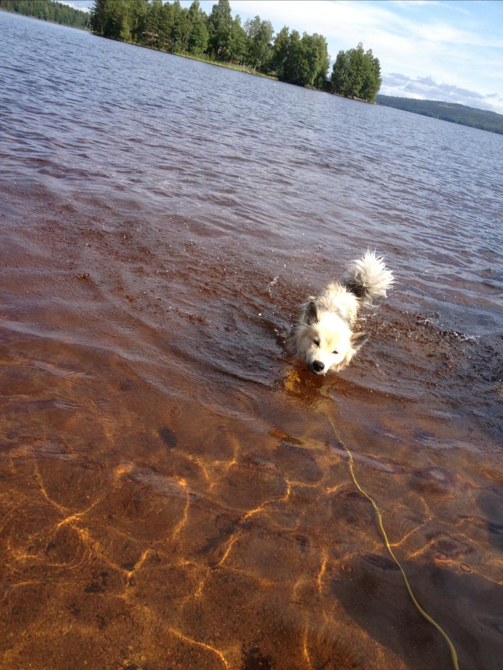 min hund Bella som älskar vattnet och att simma och simmar gärna efter änderna!