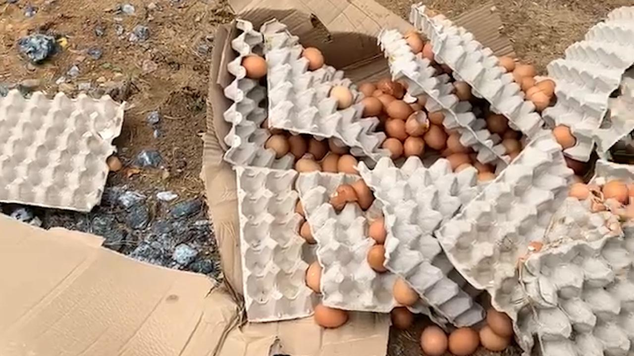 Niklas hittade tusentals ägg som dumpats i skogen.